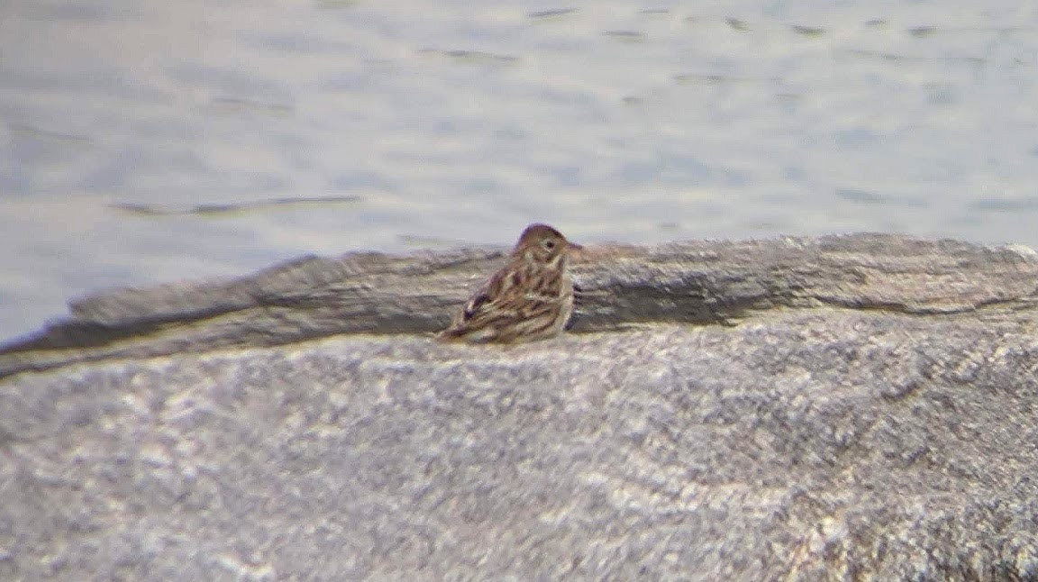 Vesper Sparrow - ML293970061