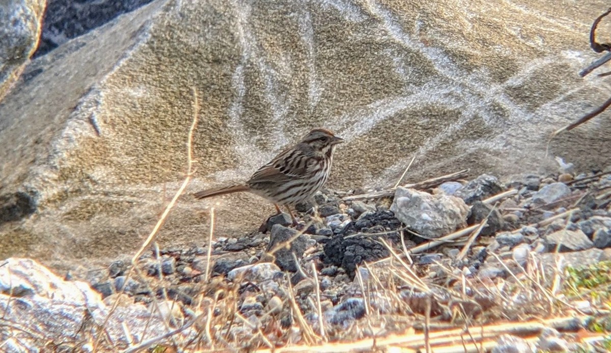 Song Sparrow - ML293970211