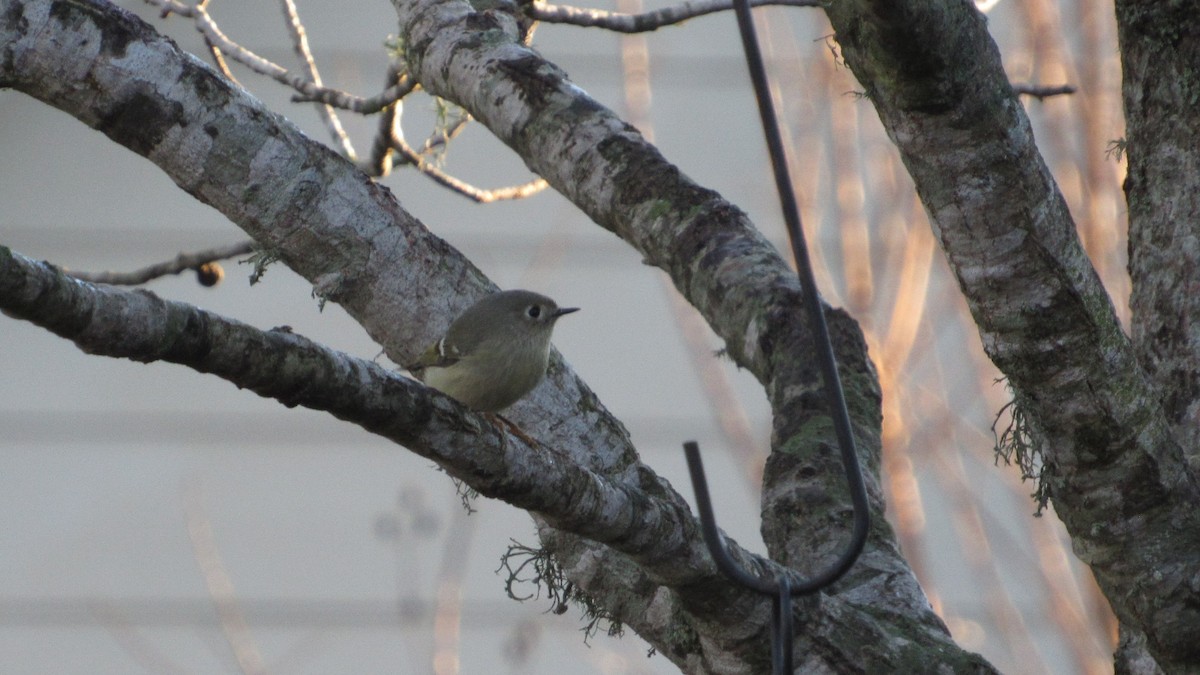 Ruby-crowned Kinglet - ML293971601