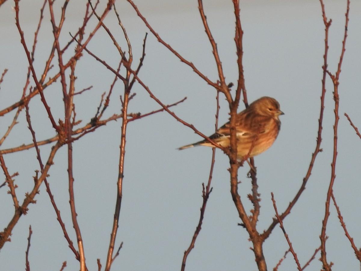 Алтан цэгцүүхэй - ML293972711