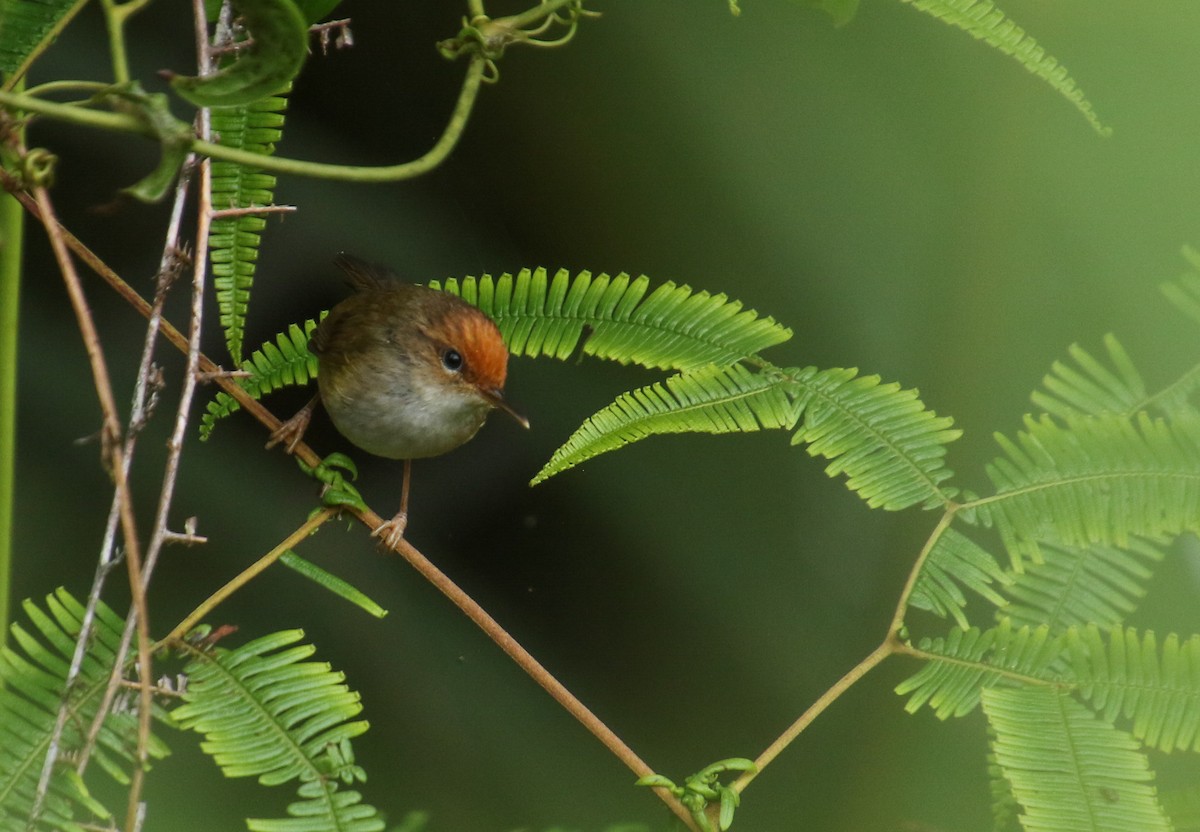 Mountain Tailorbird - ML293975461