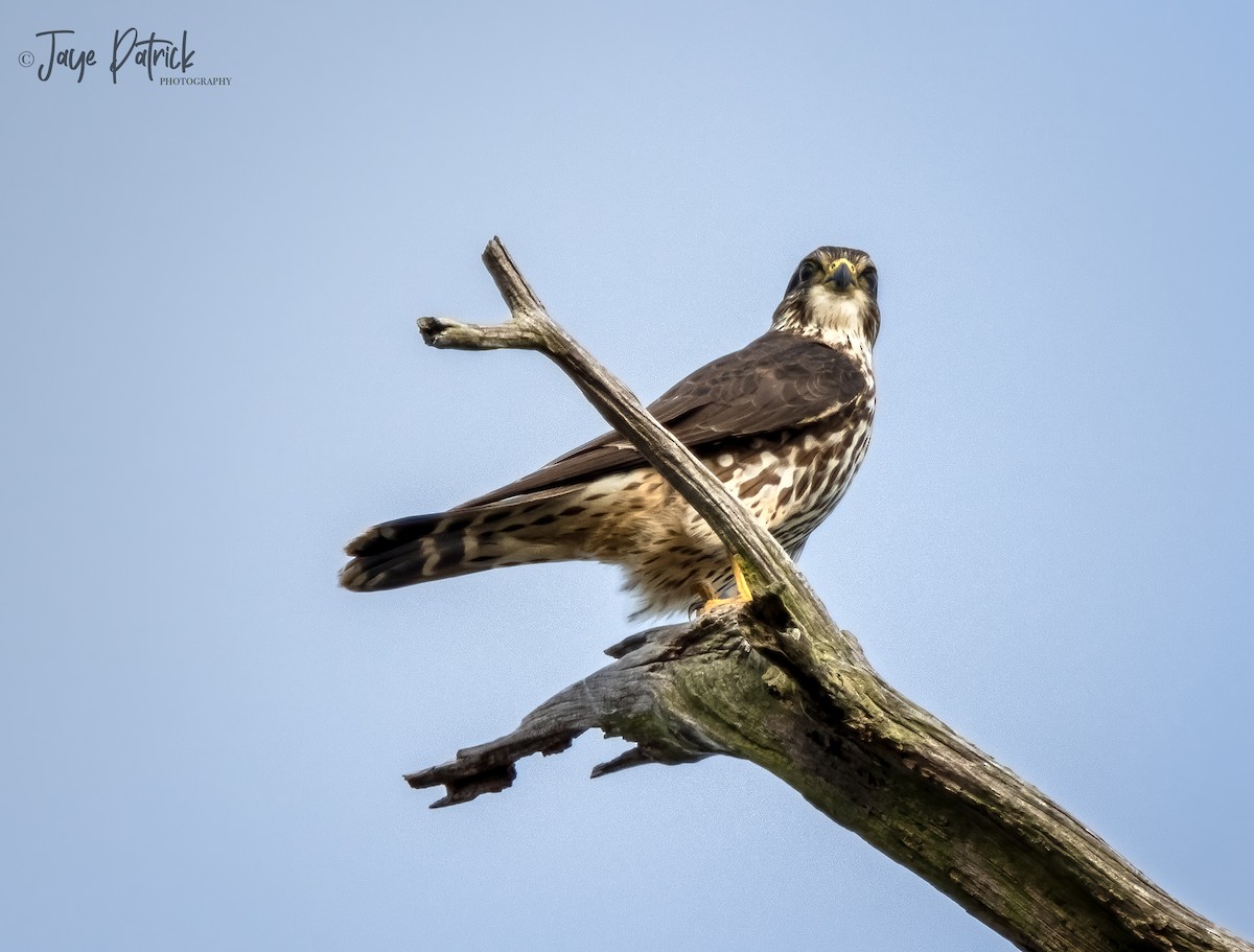 Merlin - ML293975931