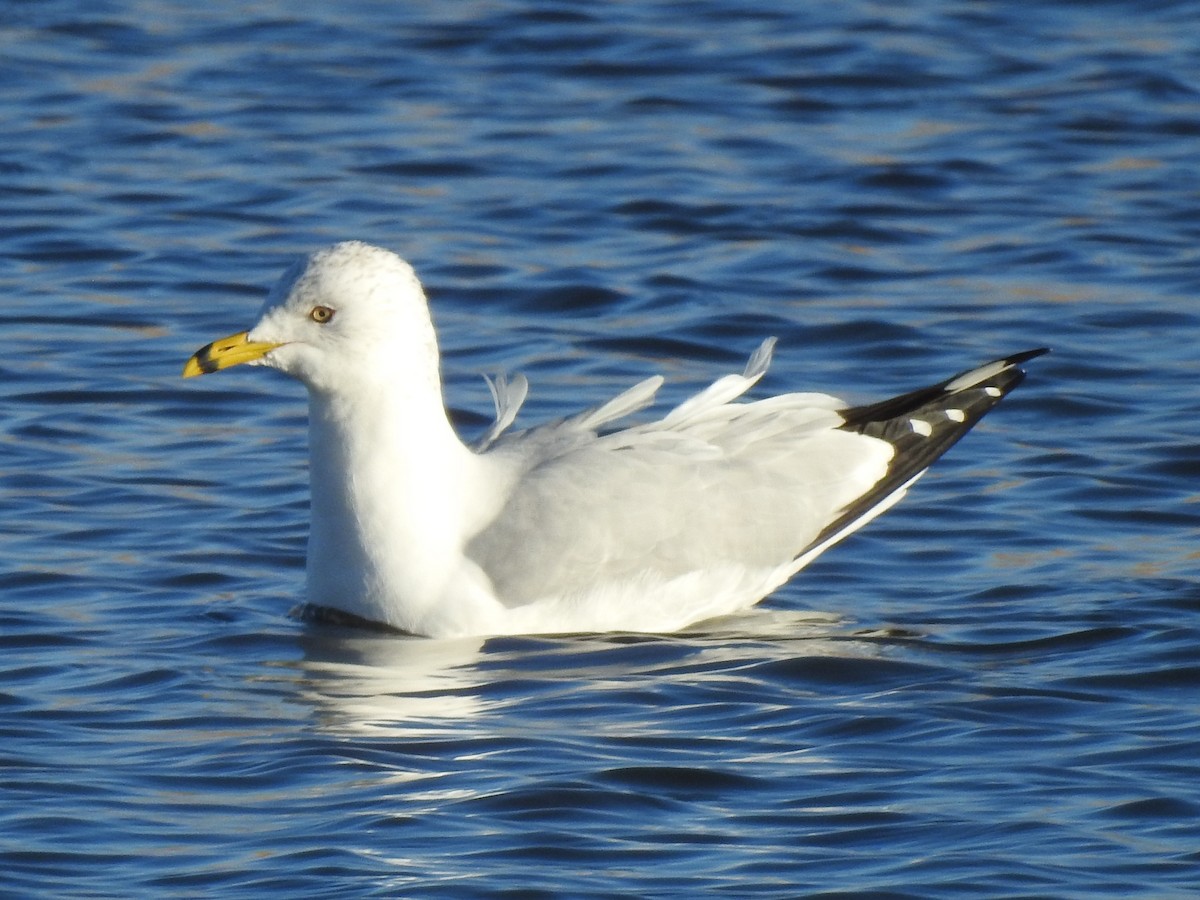 Ring-billed Gull - Subodh Ghonge