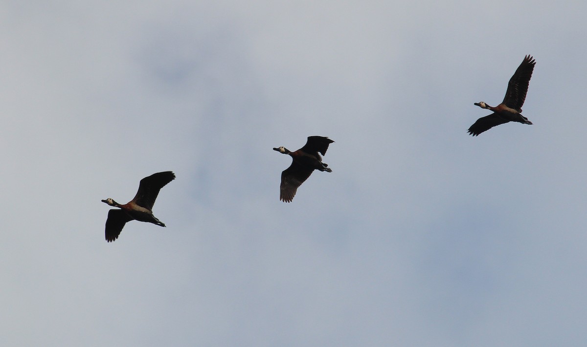 White-faced Whistling-Duck - Alexander Lees