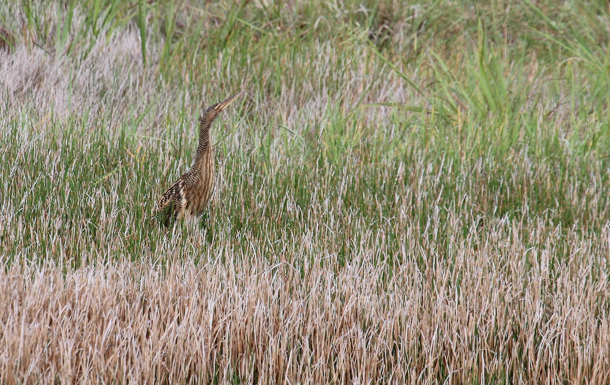 Pinnated Bittern - ML29397831