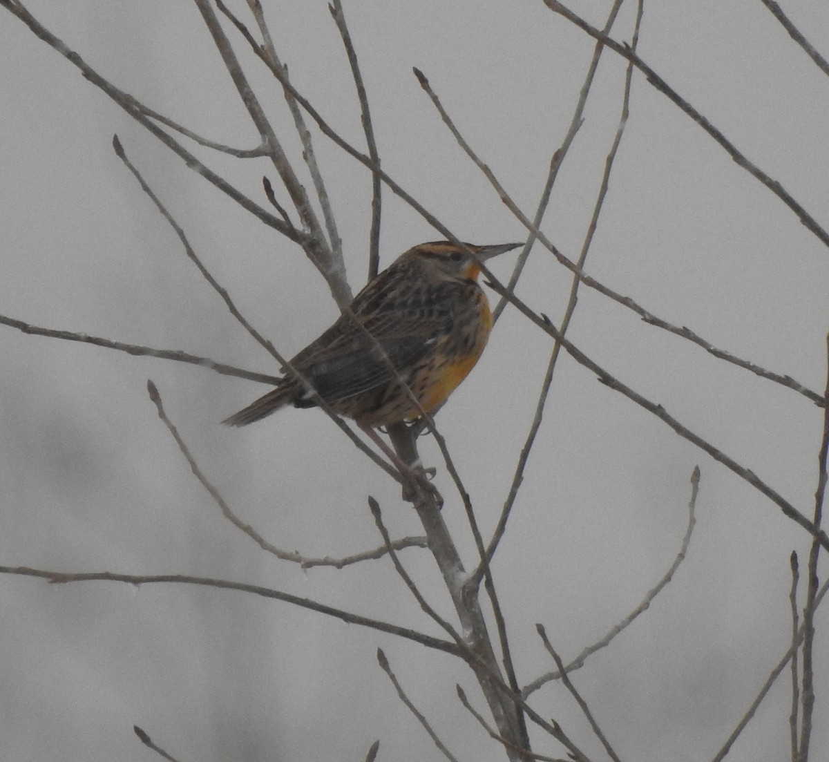 Eastern Meadowlark - ML293978991