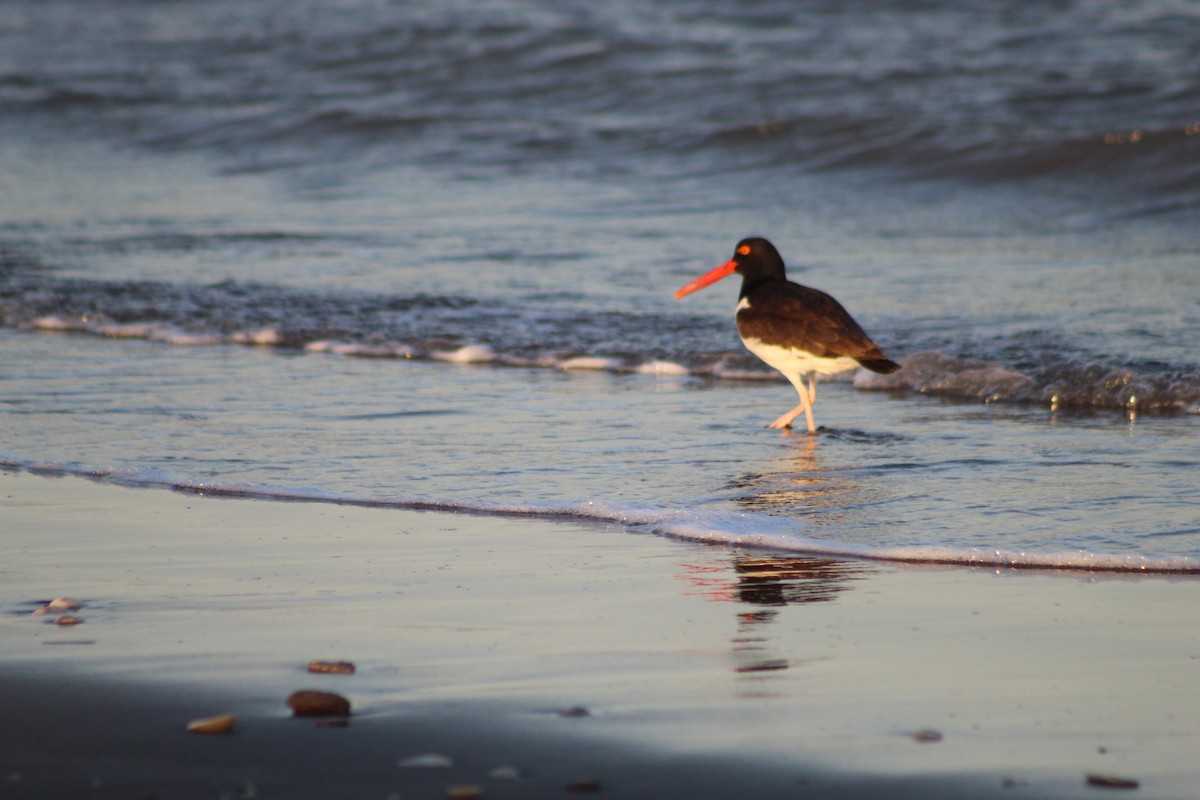 American Oystercatcher - ML293979011