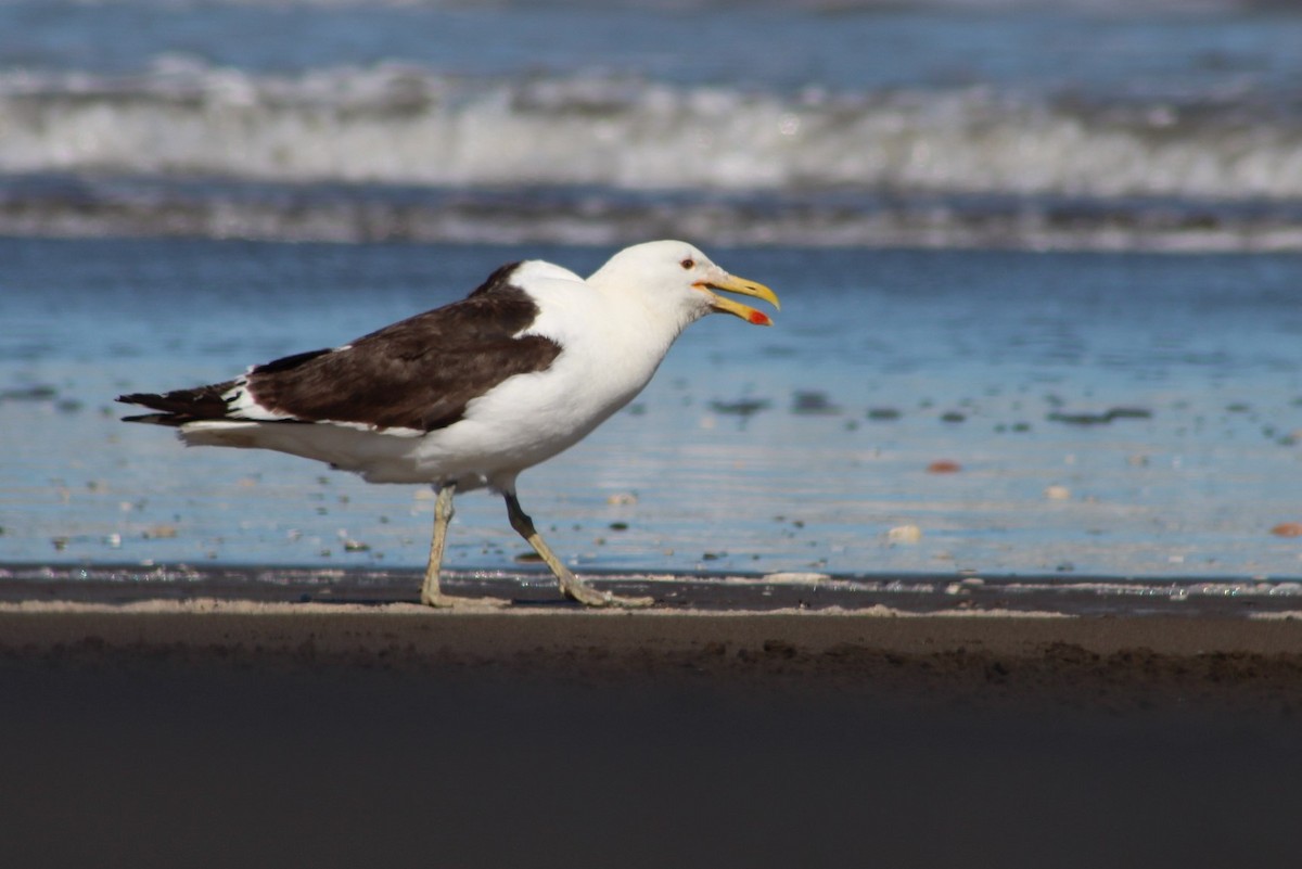 Kelp Gull - ML293979081