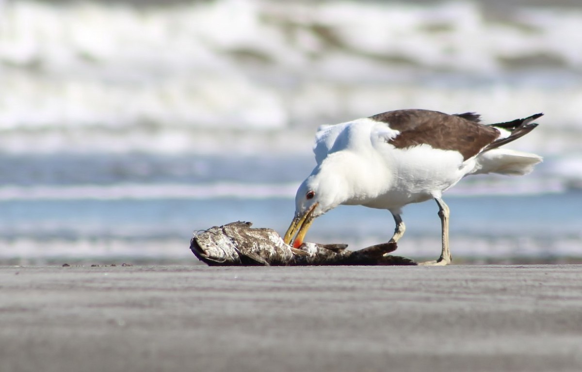 Kelp Gull - ML293979251