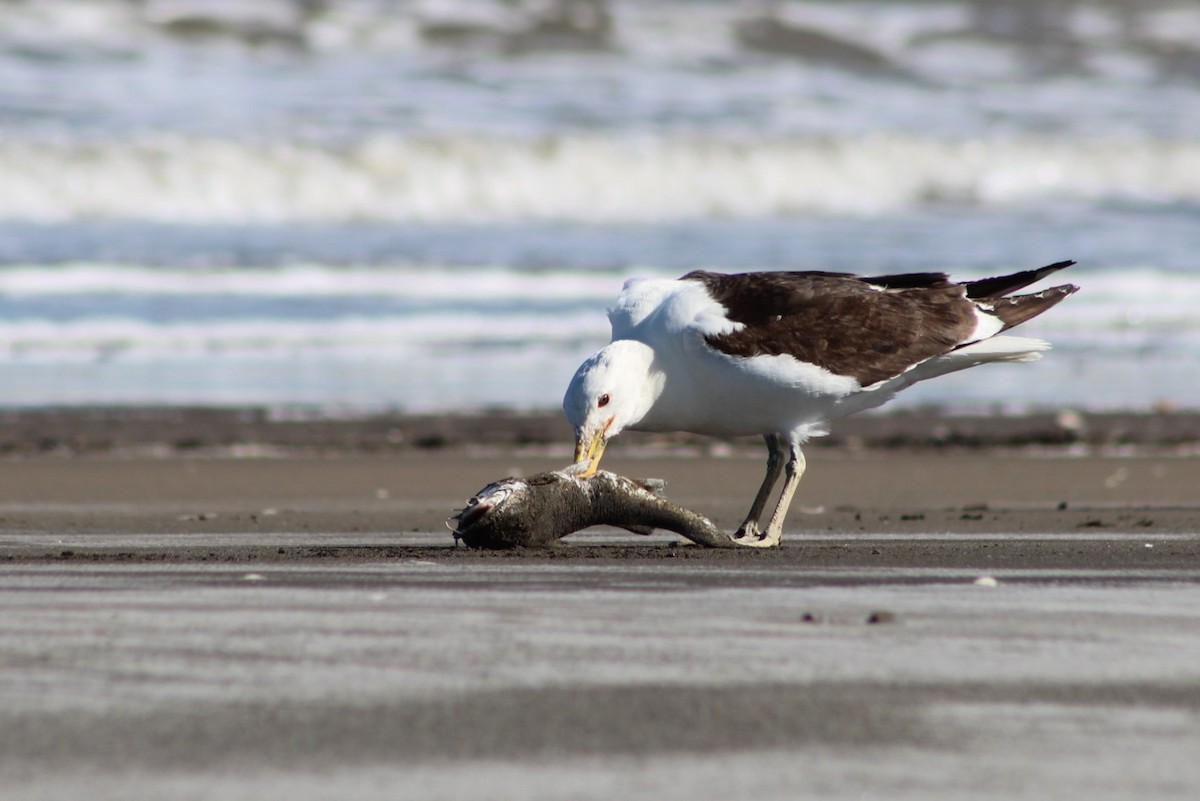 Kelp Gull - ML293979341