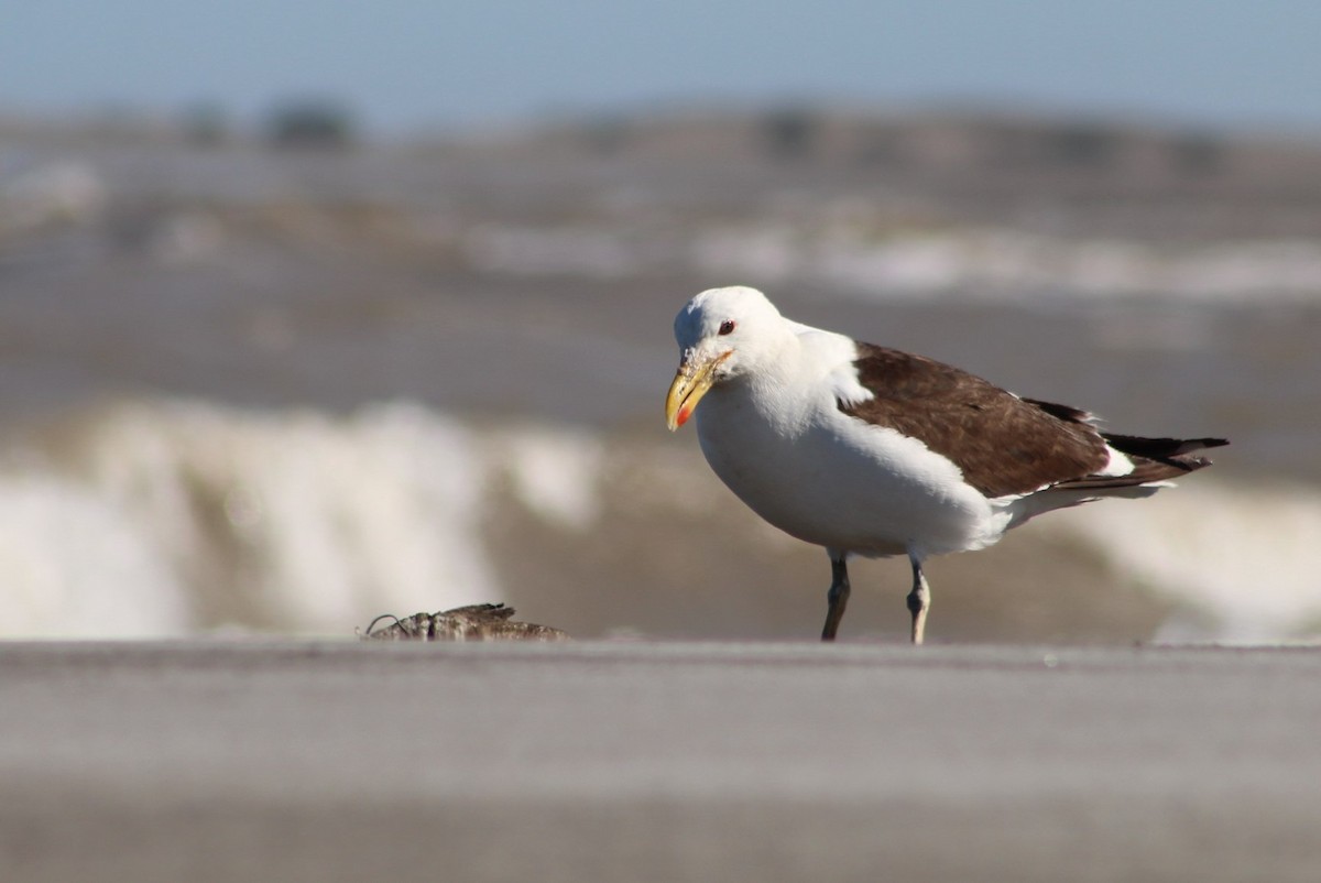 Kelp Gull - ML293979361