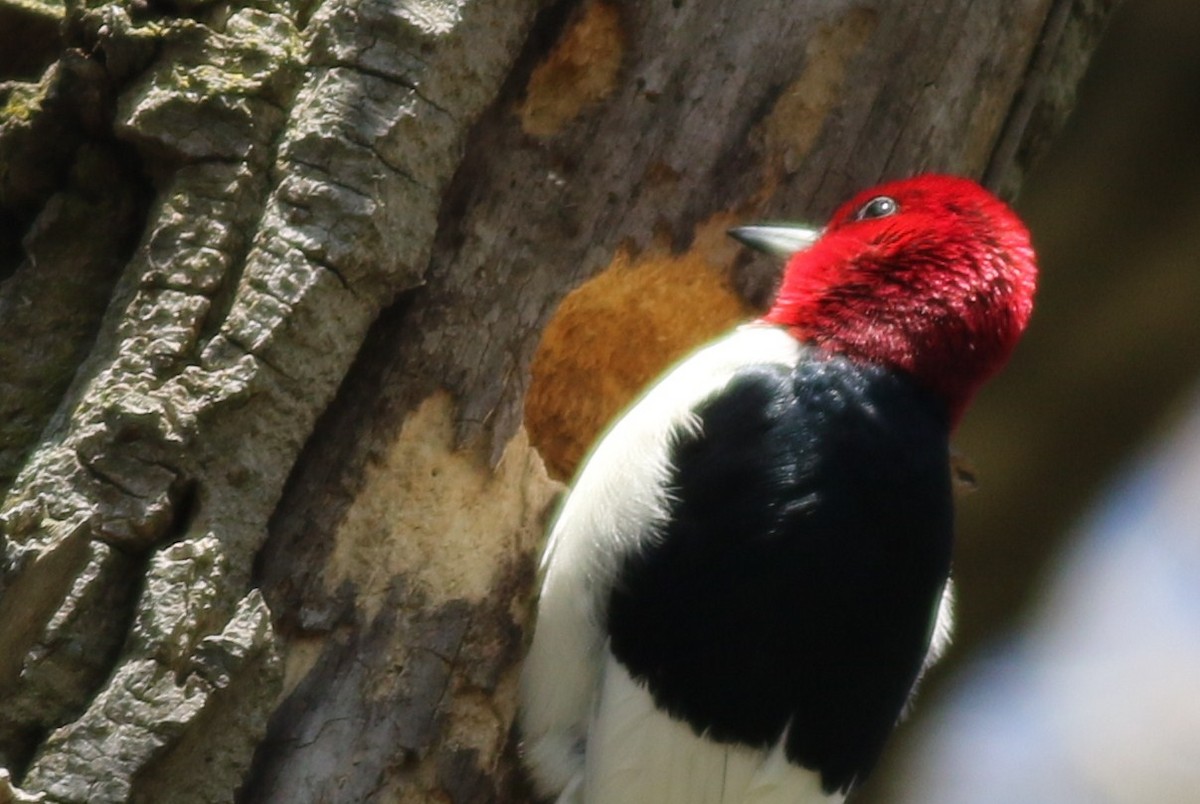 Red-headed Woodpecker - Margaret Viens