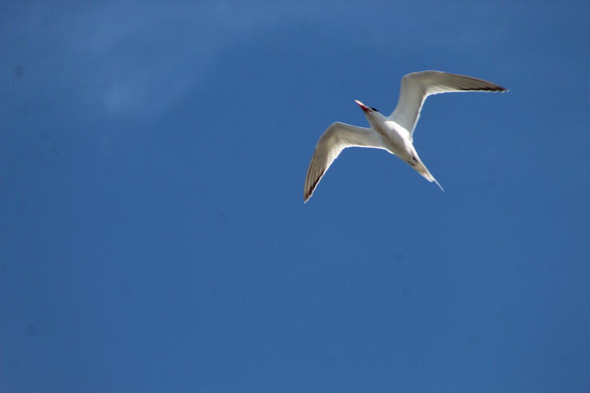 Royal Tern - ML293979871