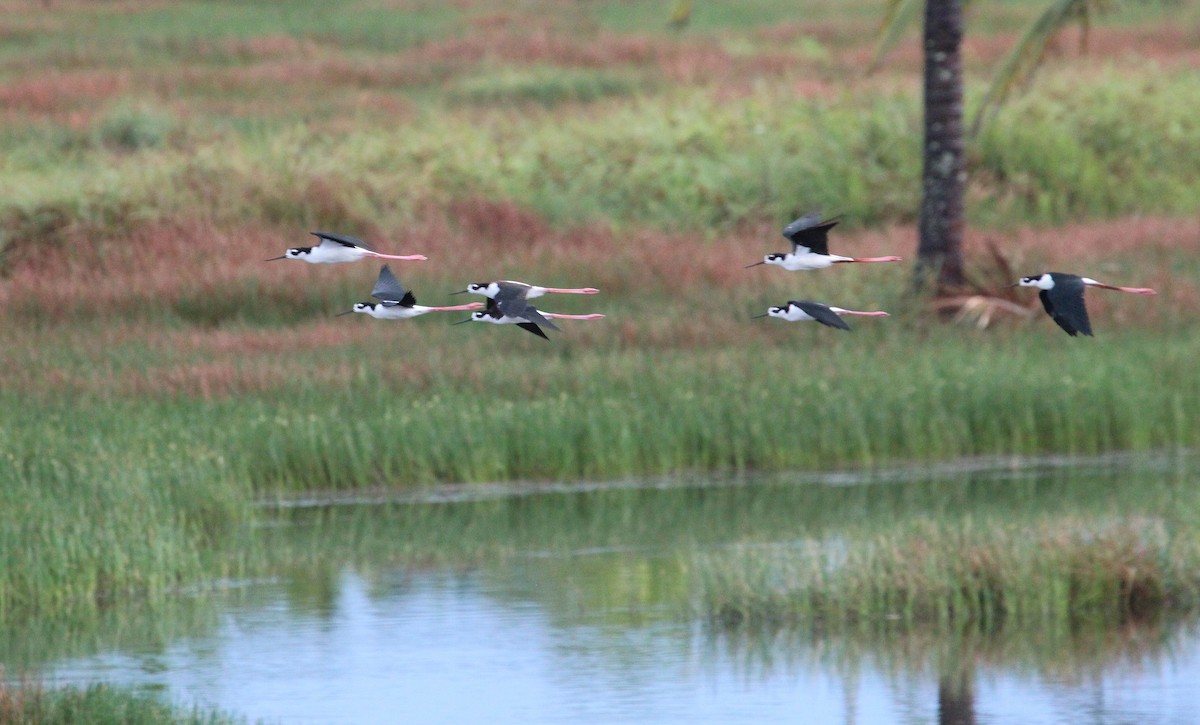 Black-necked Stilt - ML29398031