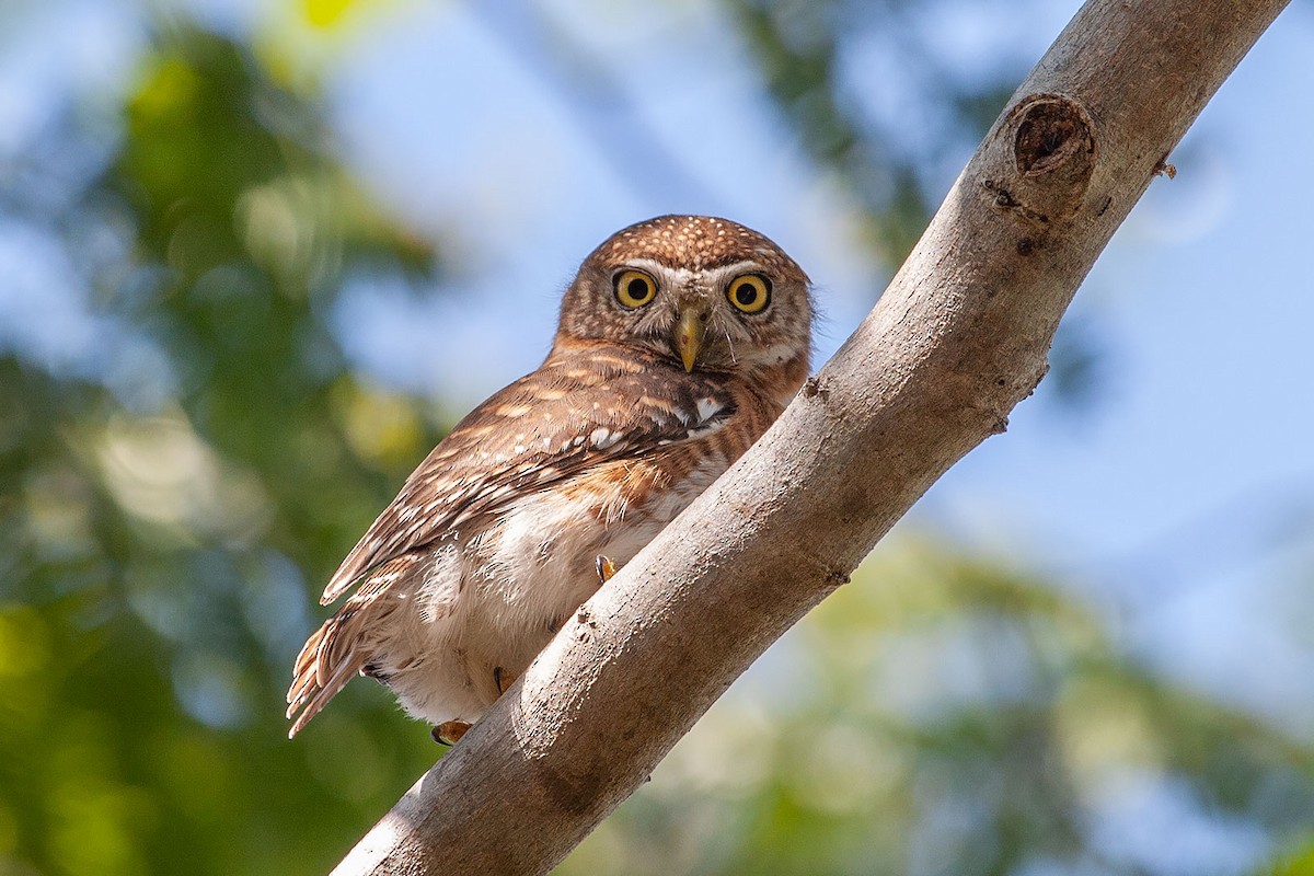 Cuban Pygmy-Owl - ML293980651