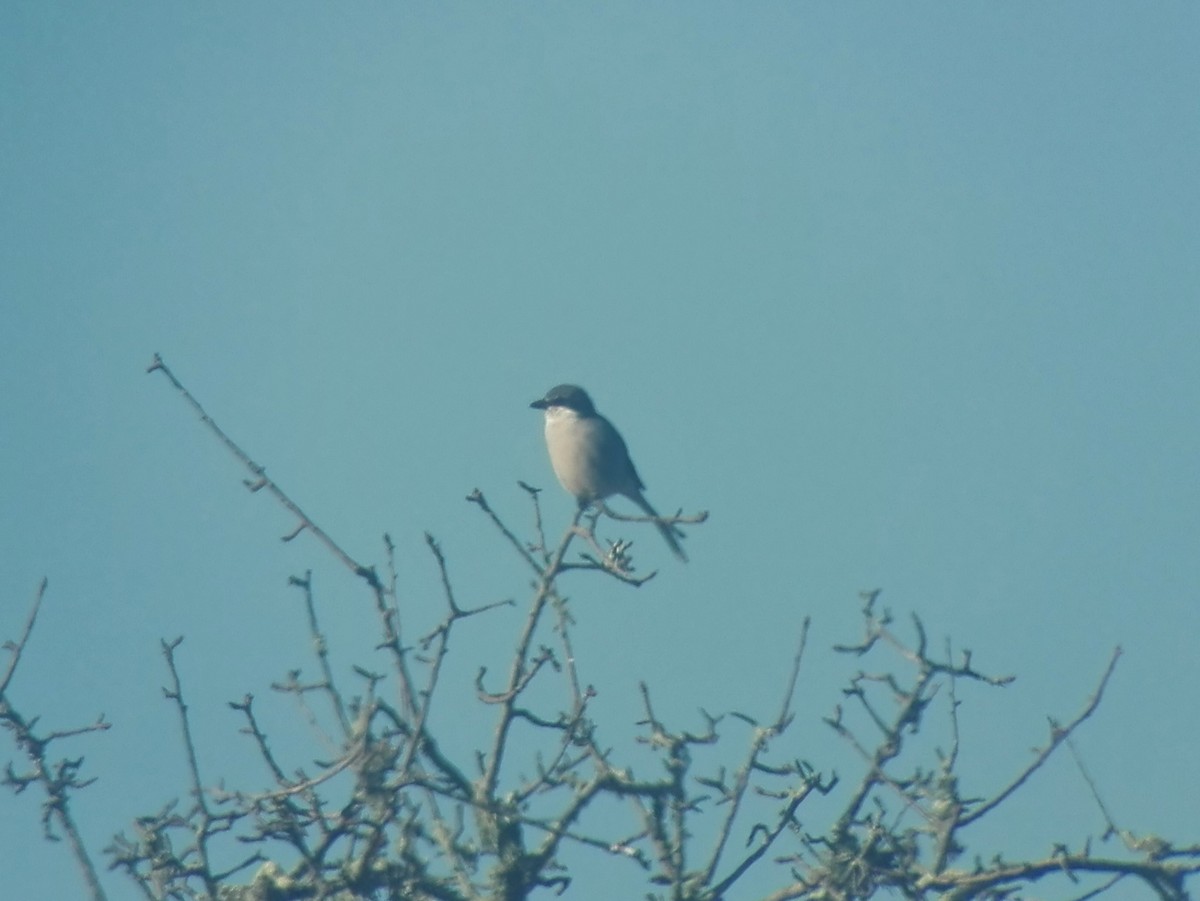 Iberian Gray Shrike - ML293981391