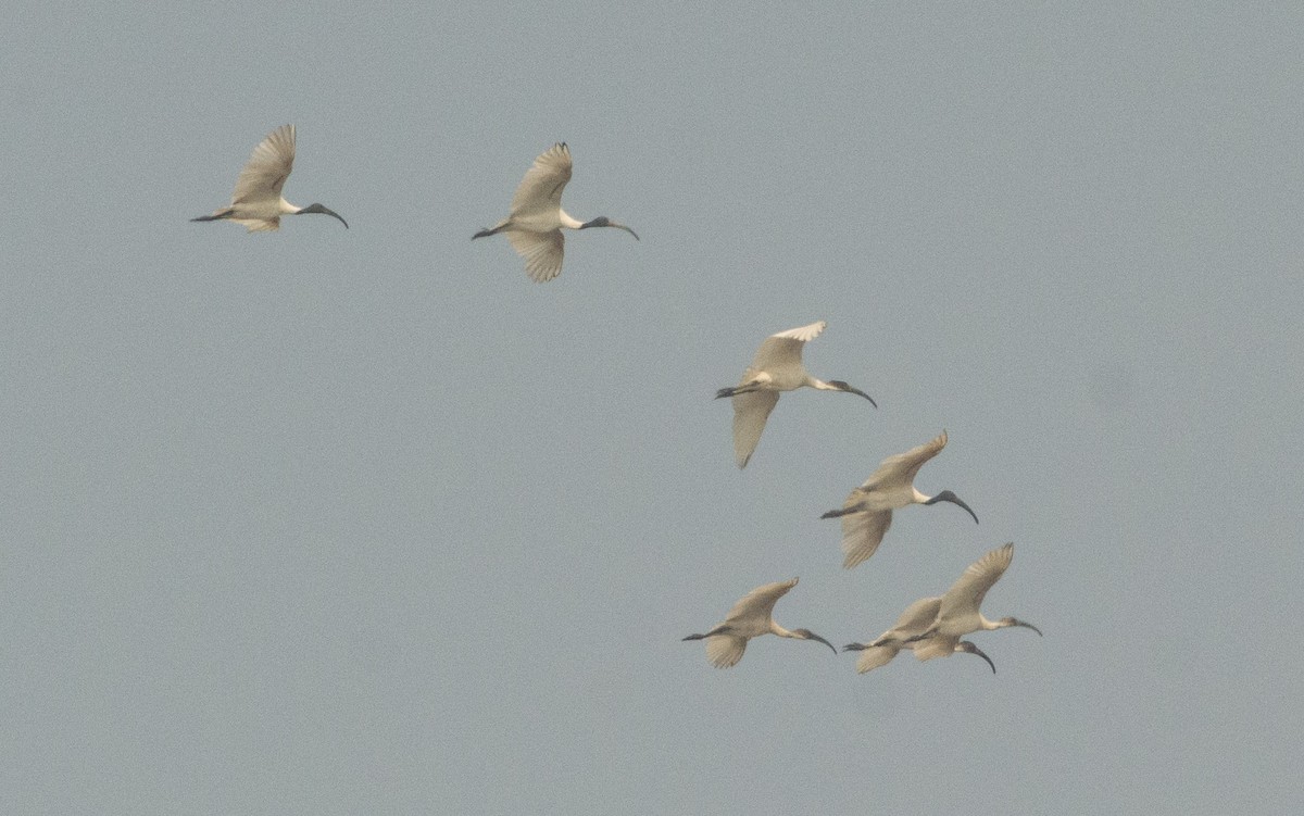 Black-headed Ibis - ML293981991