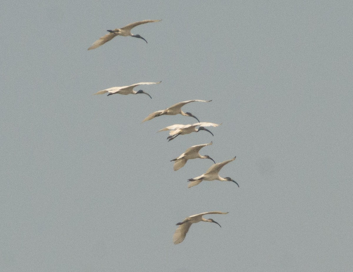 Black-headed Ibis - ML293982051