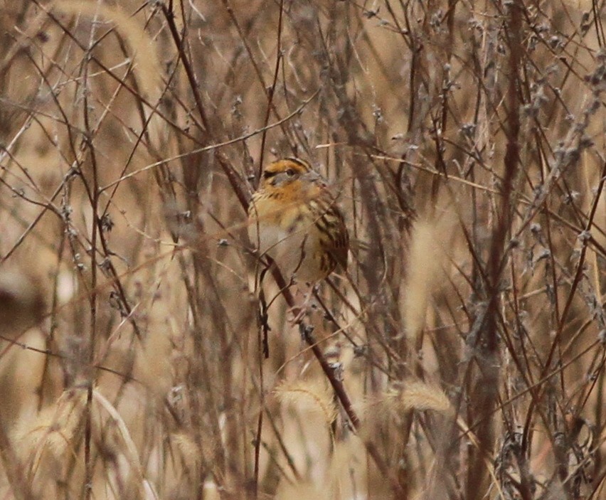 LeConte's Sparrow - ML293984891
