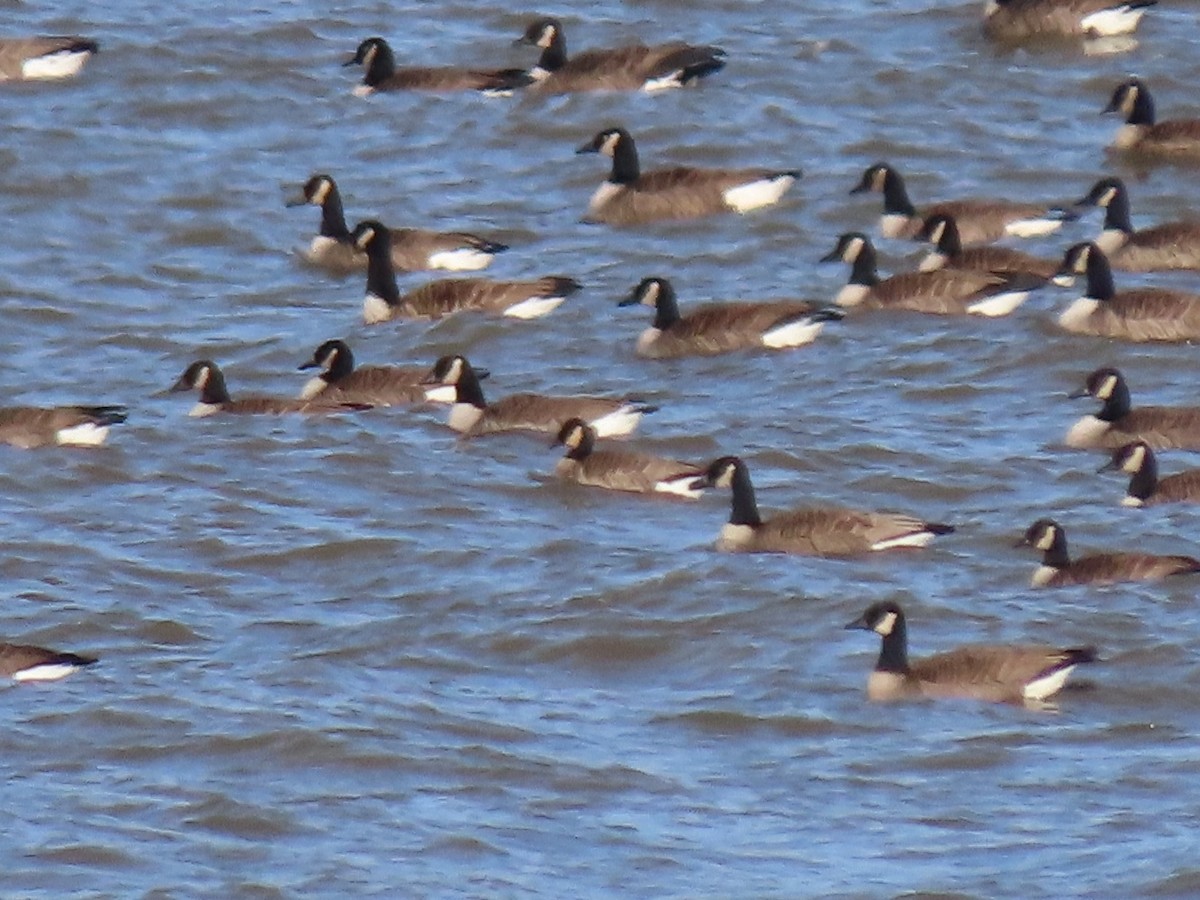 Cackling Goose (Richardson's) - ML293984921