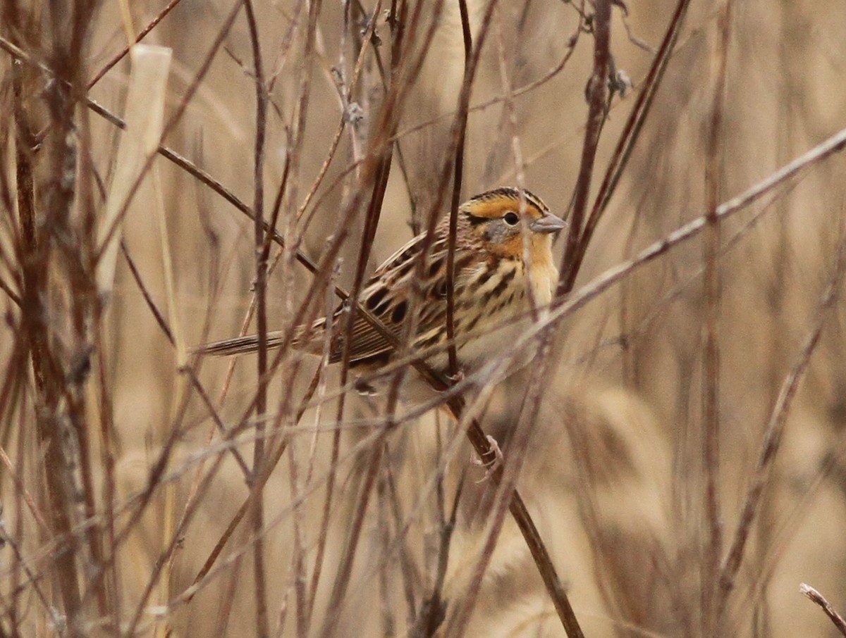 LeConte's Sparrow - ML293984931