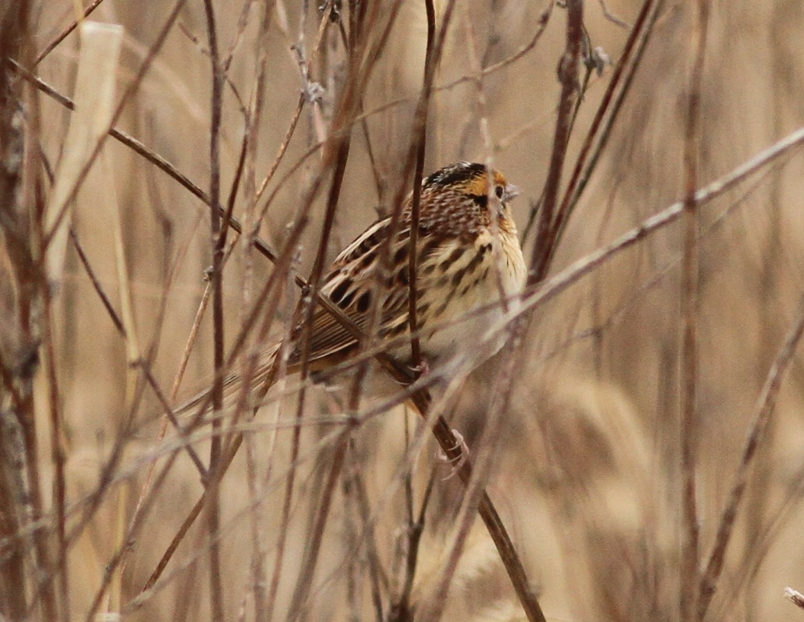 LeConte's Sparrow - ML293984941