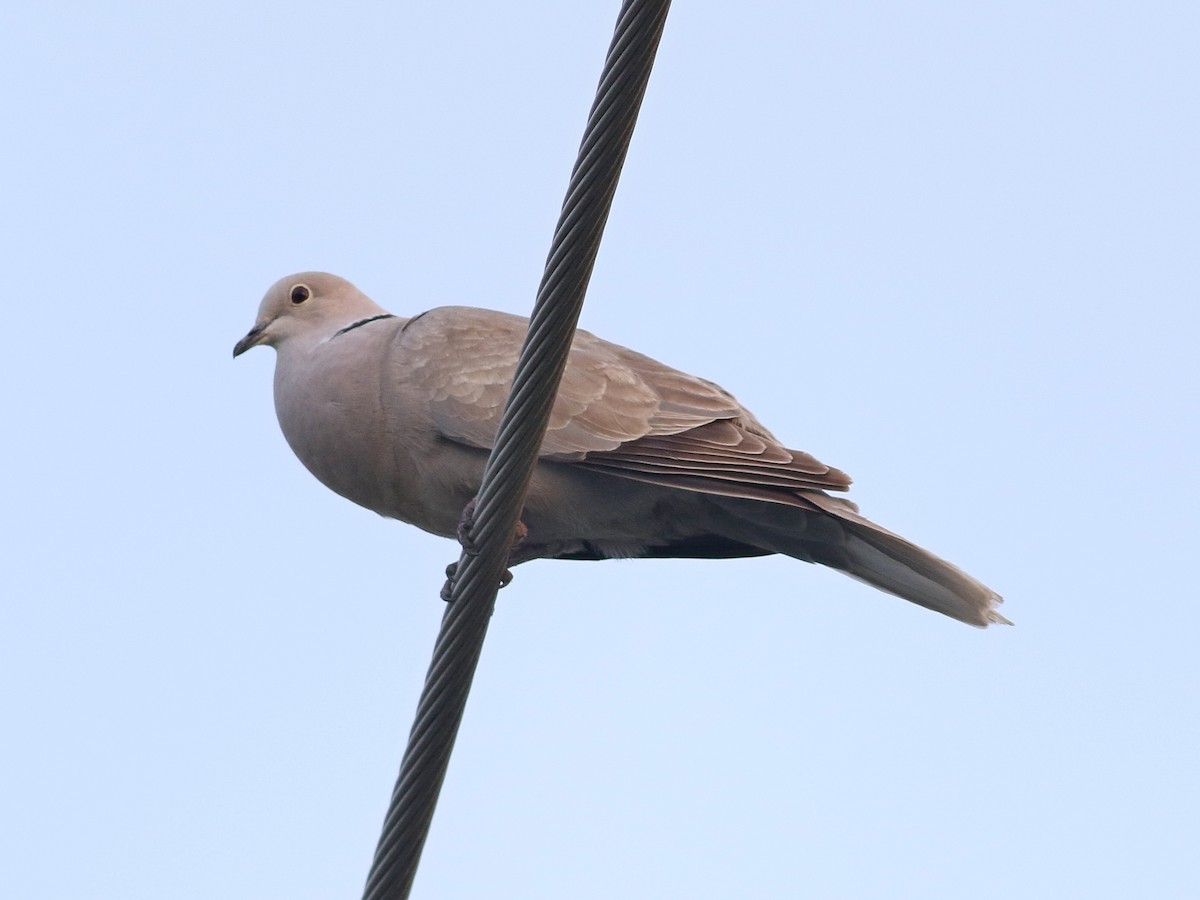 Eurasian Collared-Dove - ML29398511