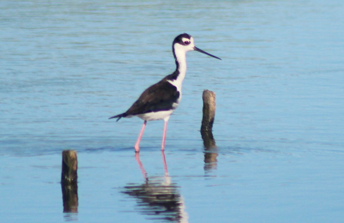 Cigüeñuela Cuellinegra - ML293985491