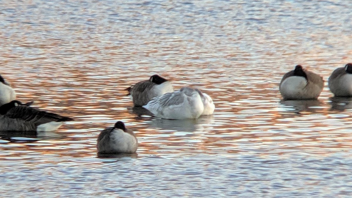 Snow Goose - ML293985591