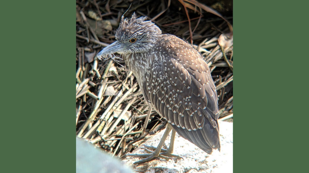 Yellow-crowned Night Heron - ML293985861