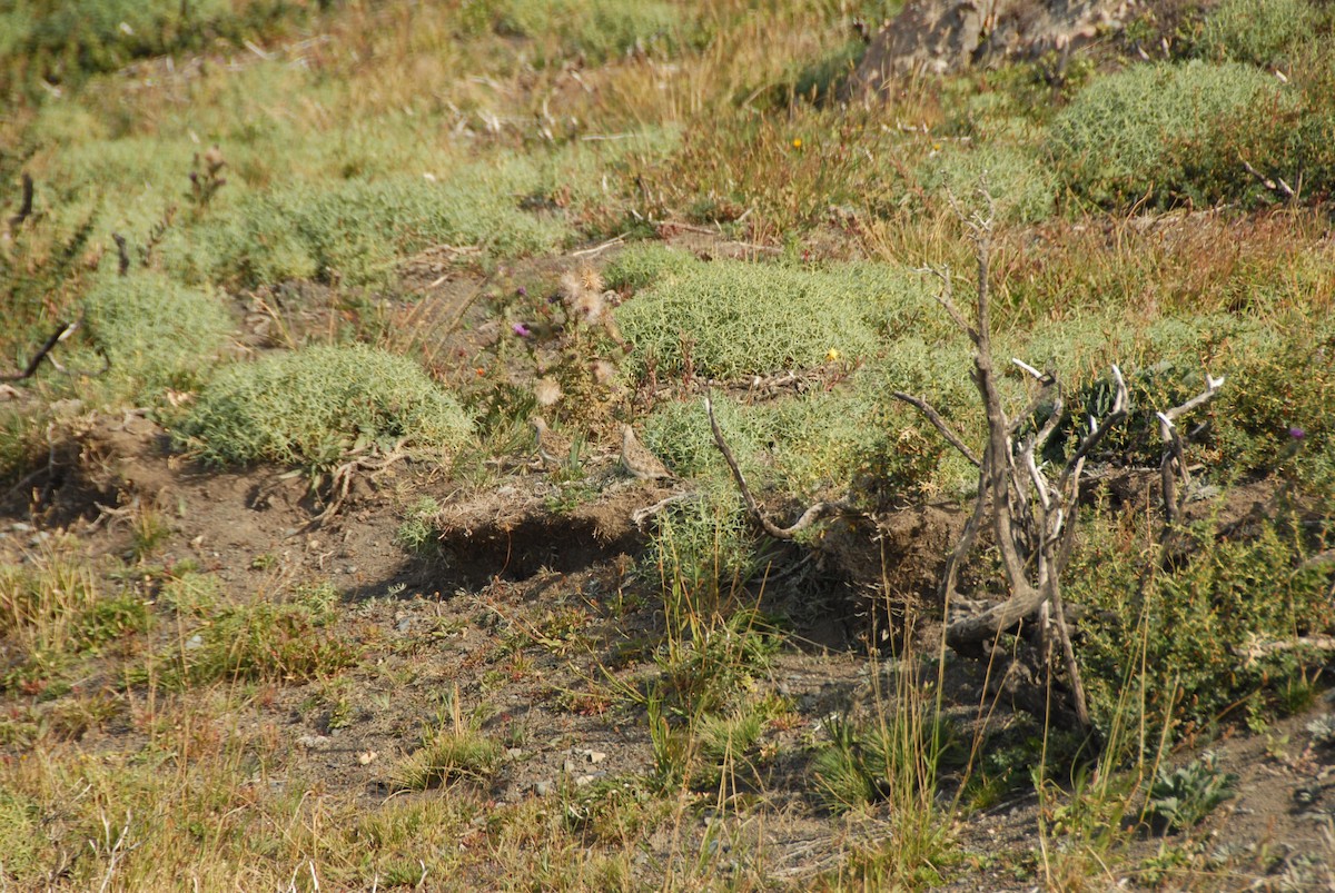 Least Seedsnipe - ML293986451