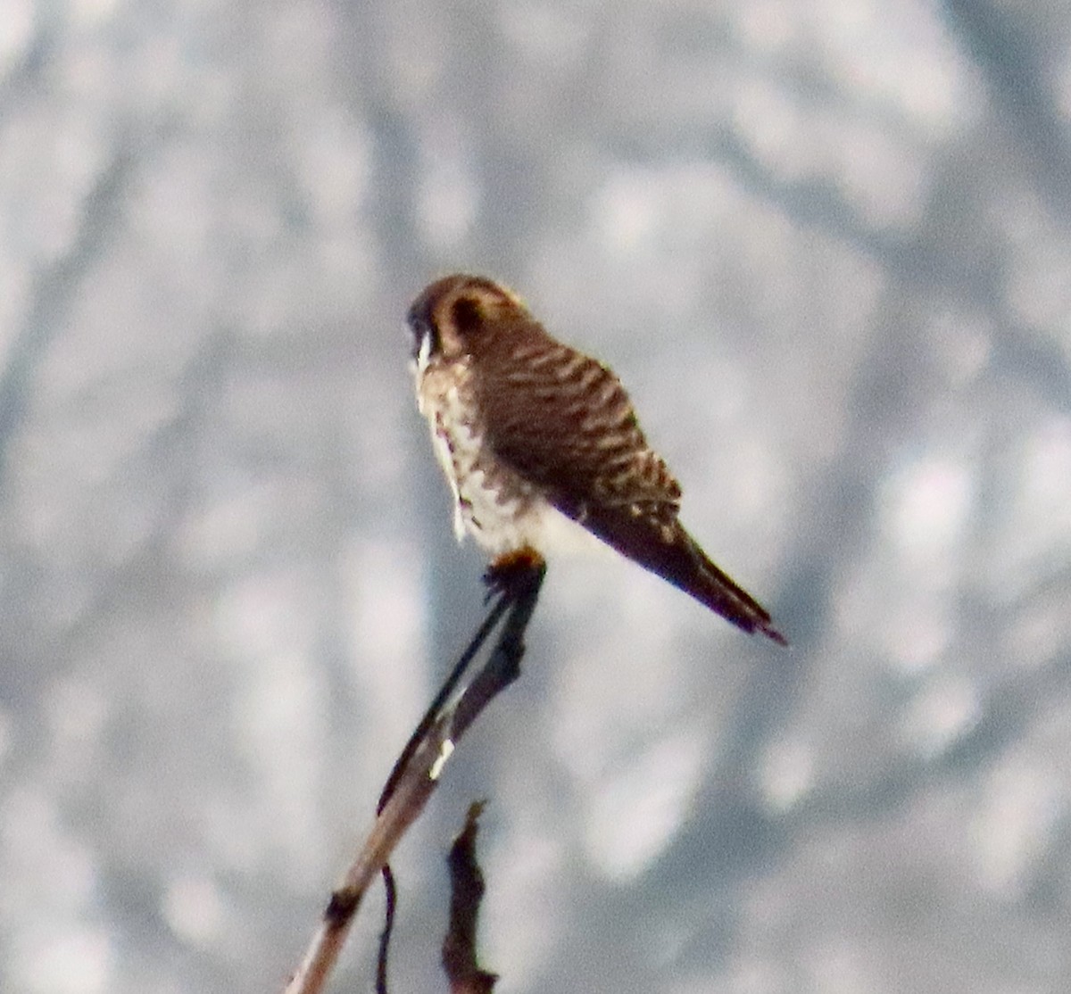 American Kestrel - ML293986591