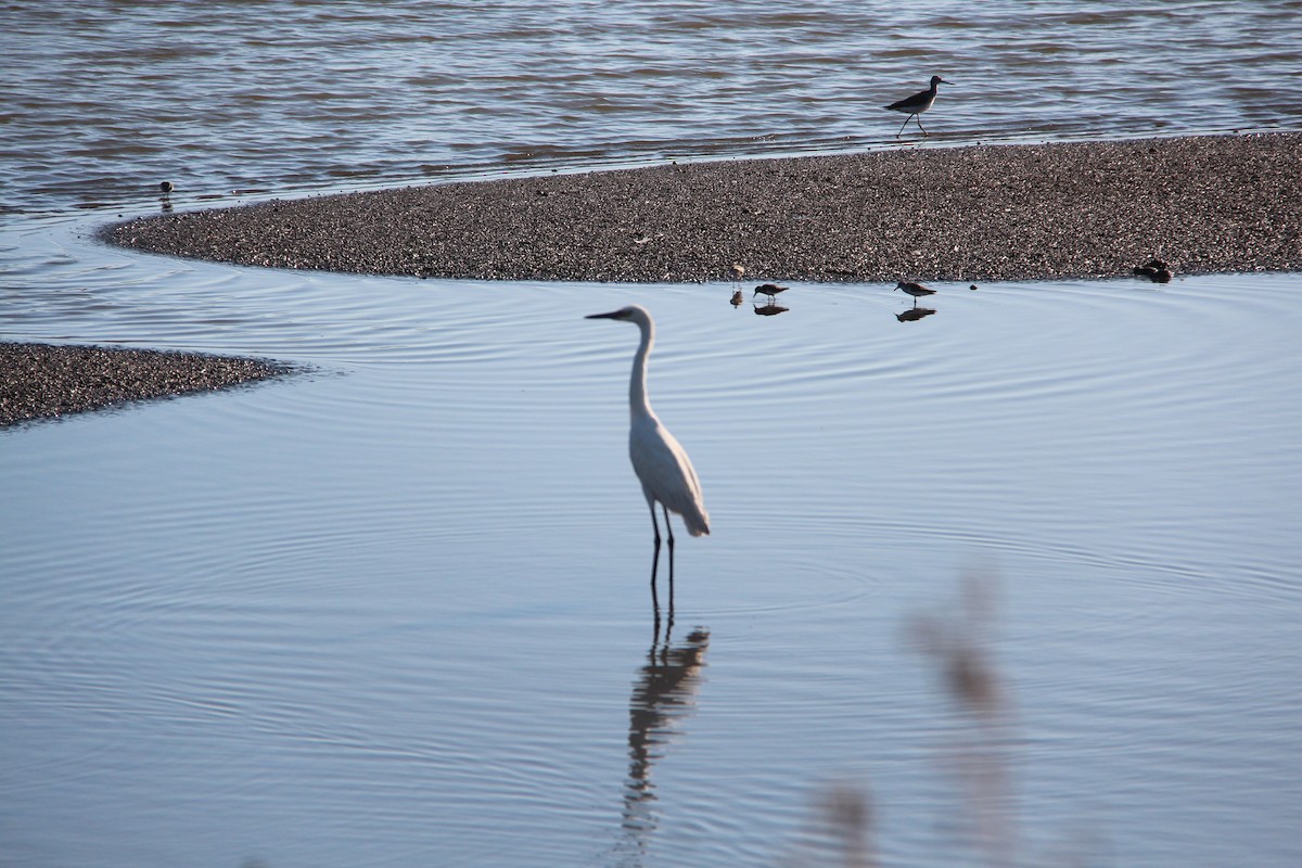 Reddish Egret - ML293986621