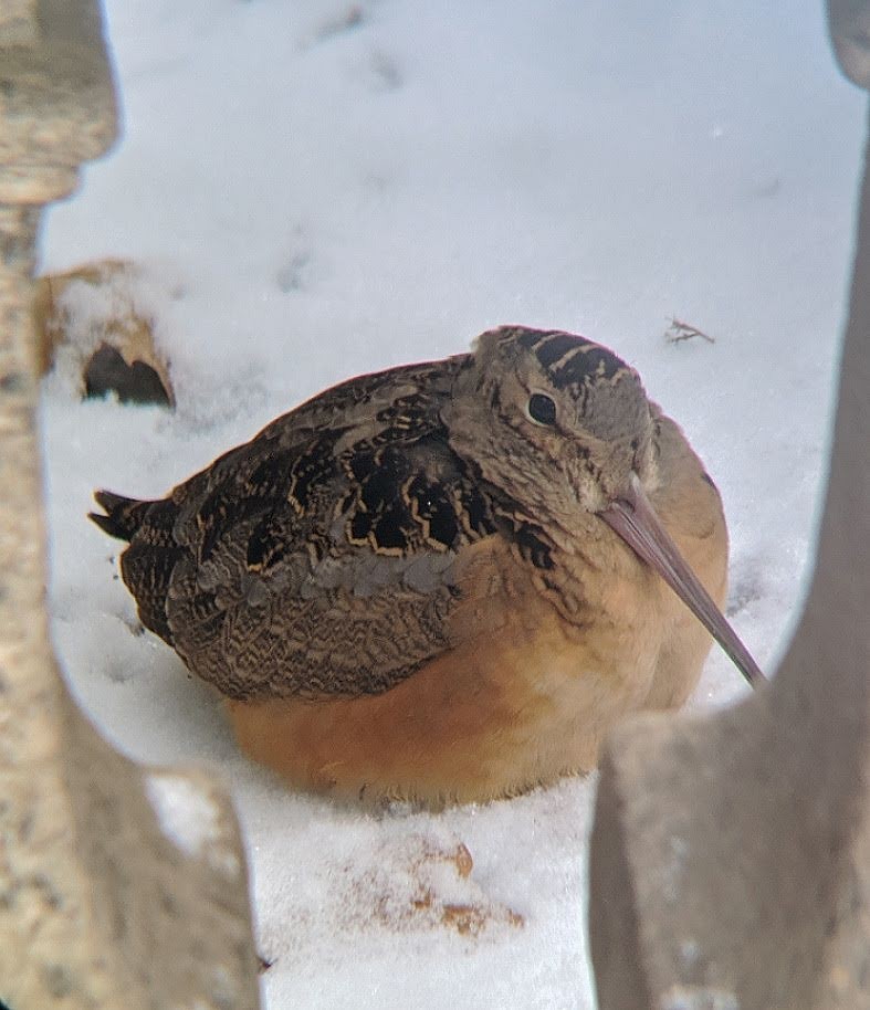 American Woodcock - ML293986901