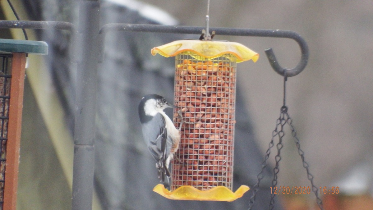 White-breasted Nuthatch - ML293987161