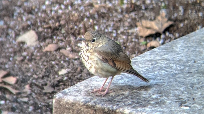 Hermit Thrush - ML293987451