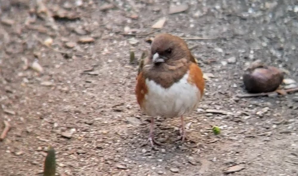 Eastern Towhee - ML293987711