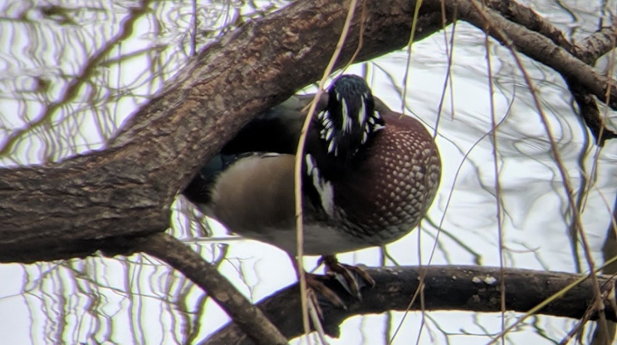 Wood Duck - ML293988041