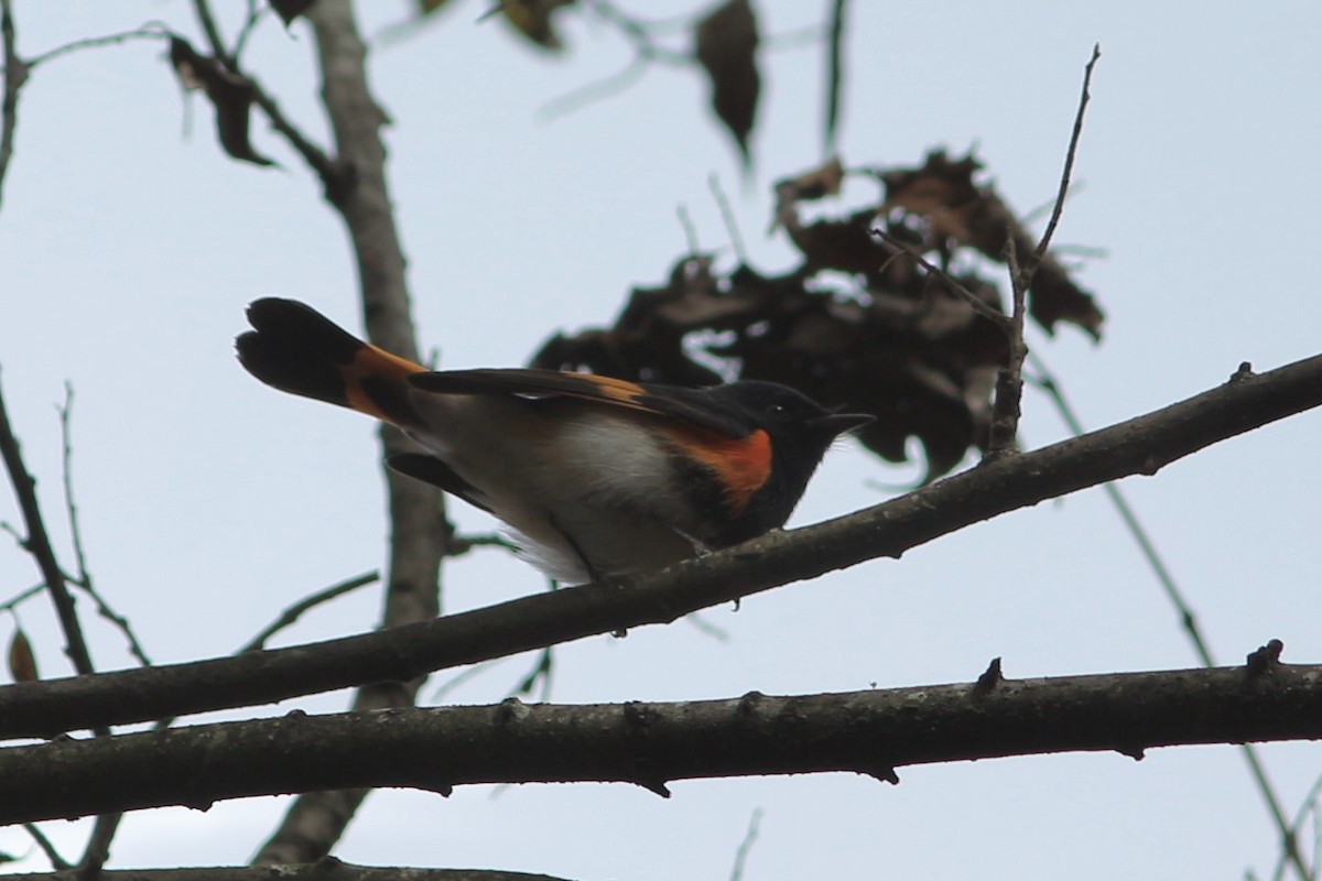 American Redstart - ML293988201