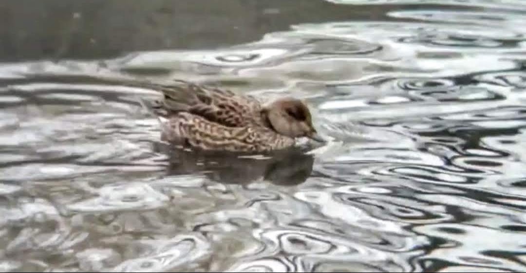 Green-winged Teal - David Barrett