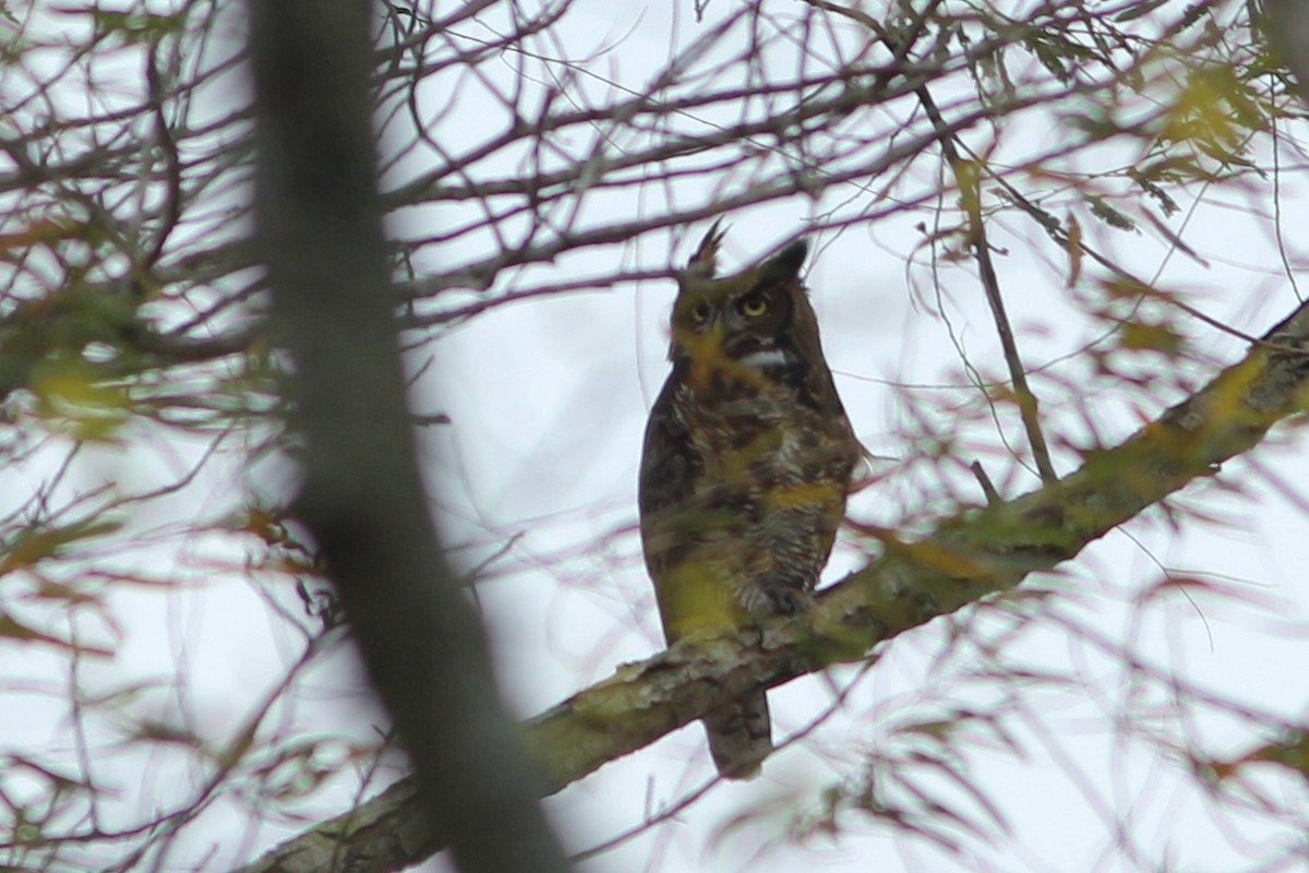 Great Horned Owl - ML293988601