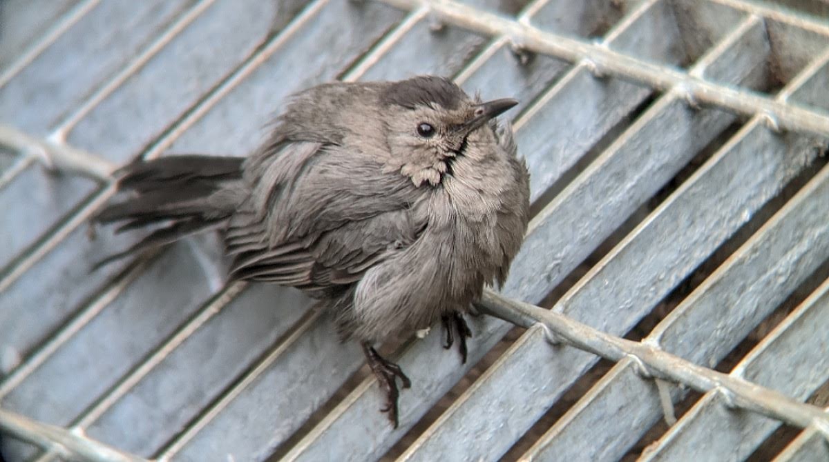 Gray Catbird - David Barrett