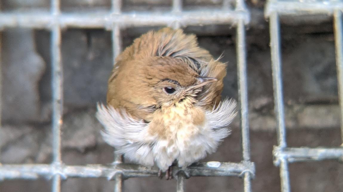 Veery - David Barrett