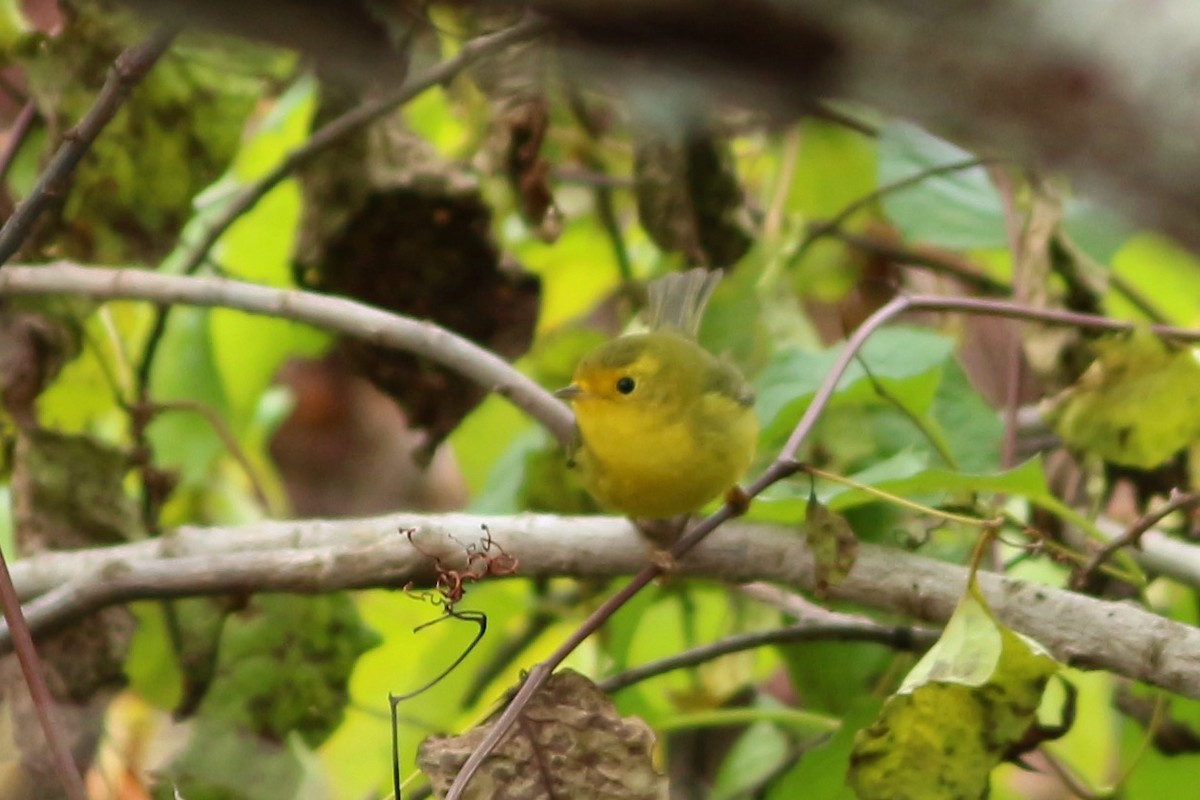 Wilson's Warbler - ML293988991