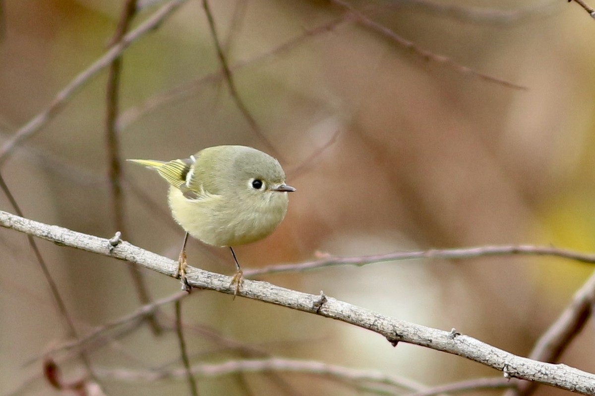 Ruby-crowned Kinglet - ML293989031