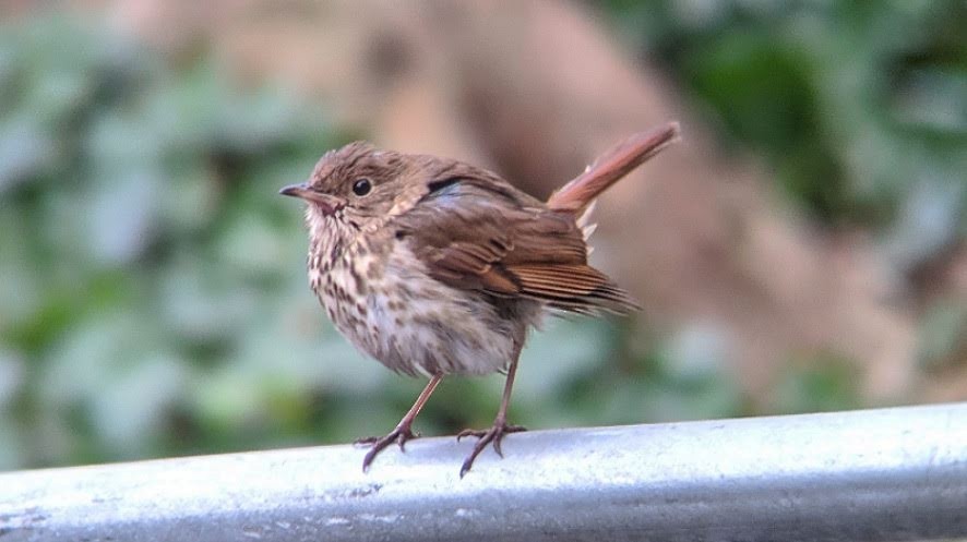 Hermit Thrush - ML293989051