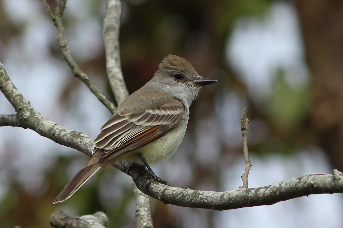 Ash-throated Flycatcher - ML293989121