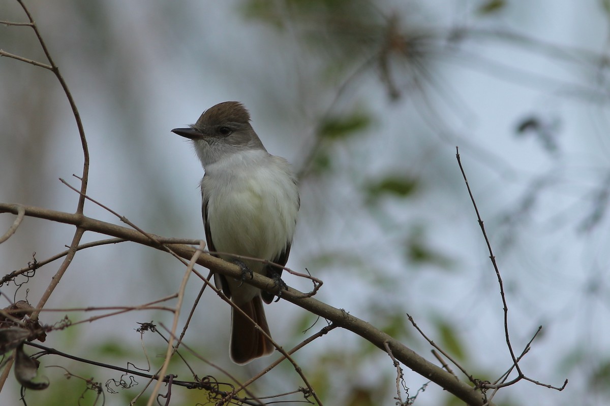 Ash-throated Flycatcher - ML293989141