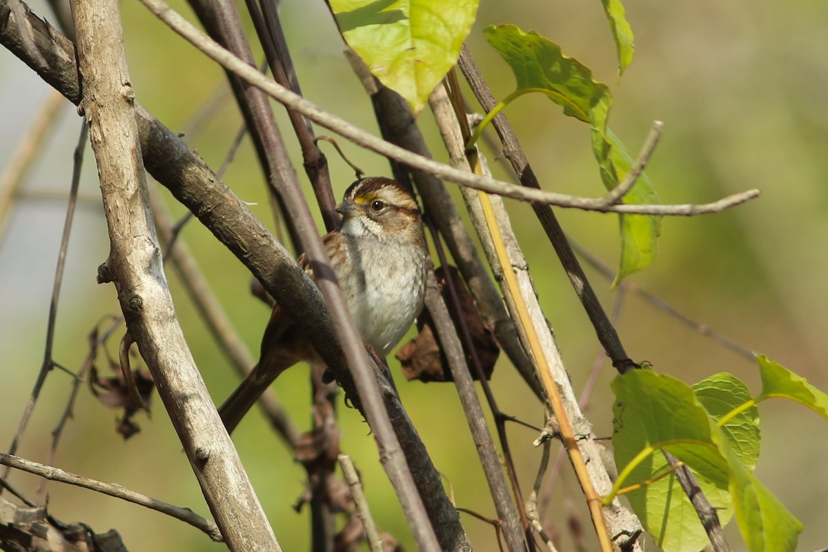 White-throated Sparrow - ML293989211