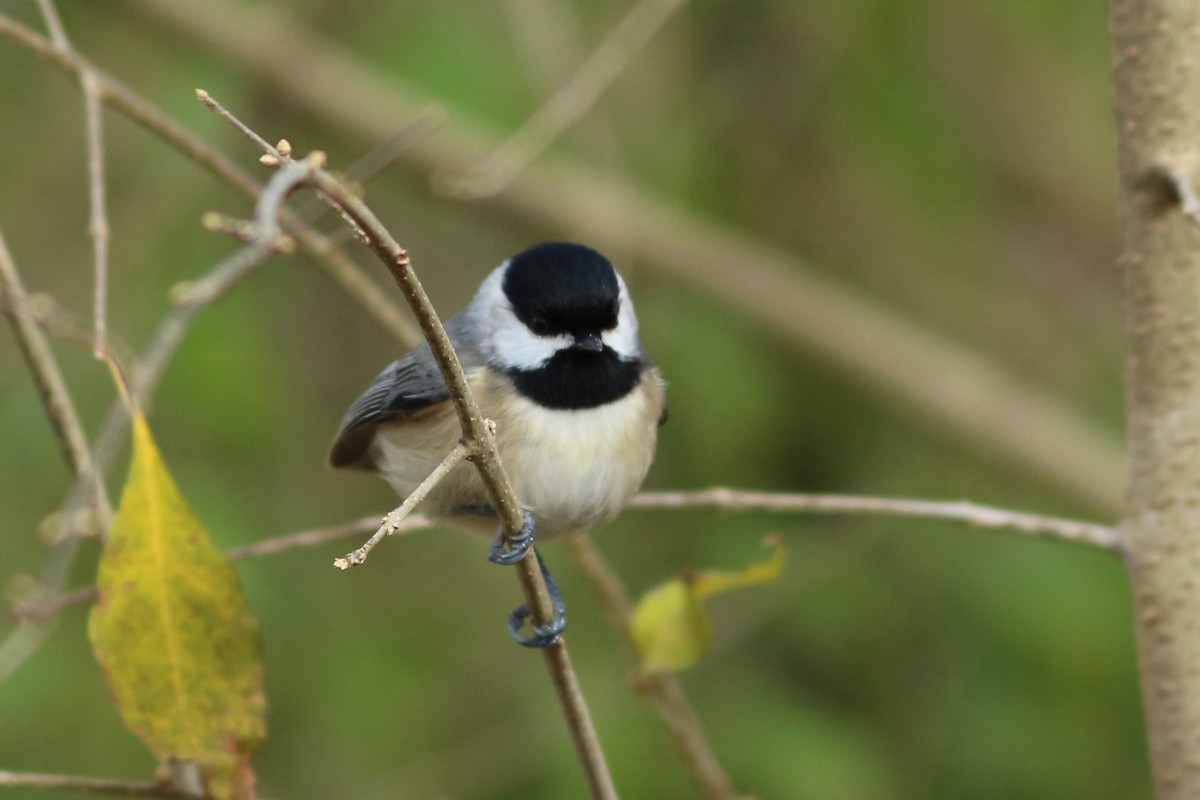 Carolina Chickadee - ML293989361